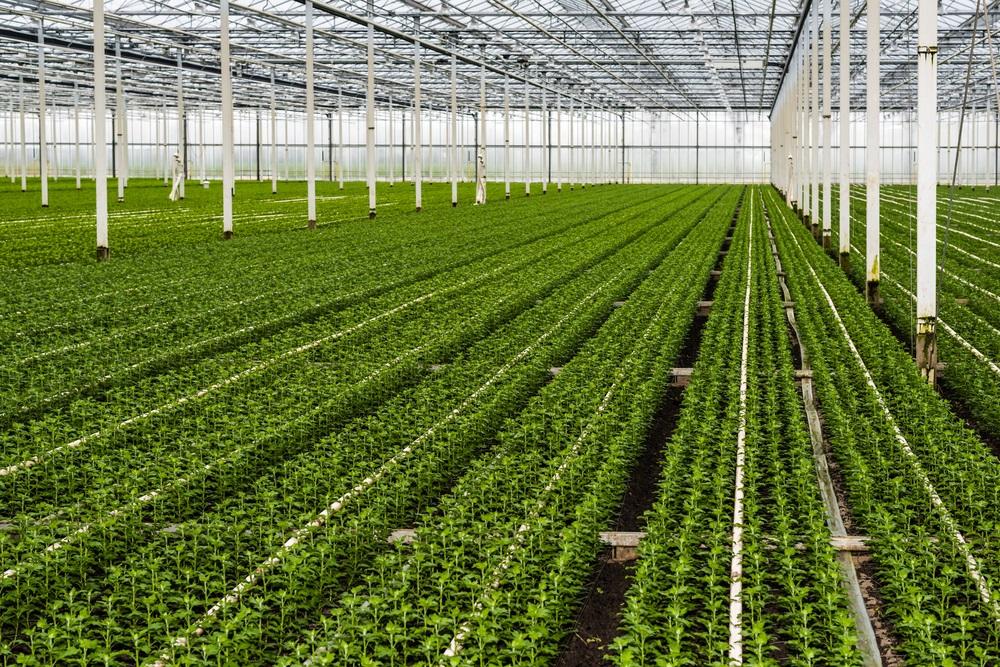 One Food Stock Likely to Face Resistance at Current Levels – GNC